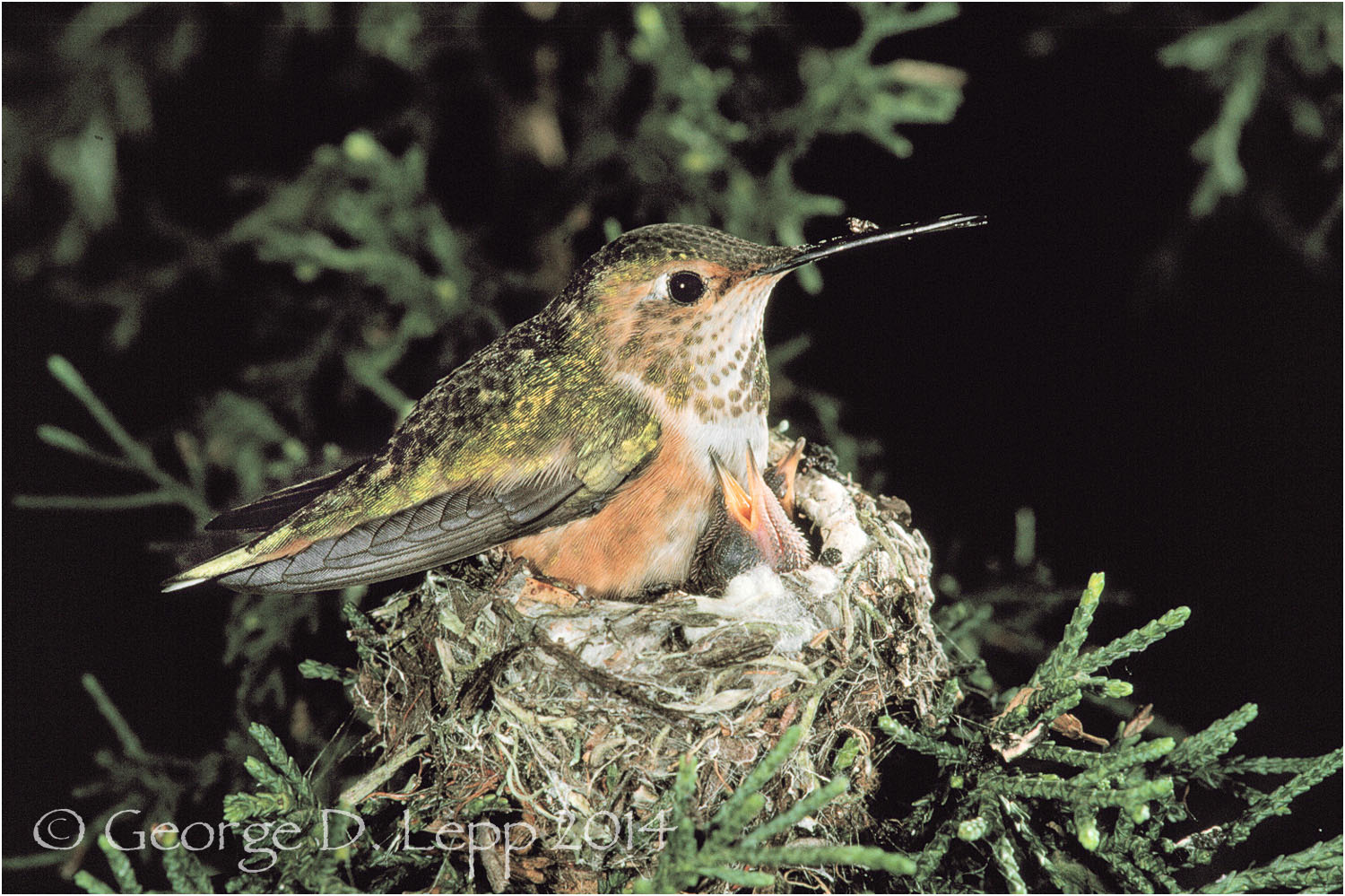 Allen's Hummingbird on nest, CA. © George D. Lepp 2014 B-HB-AL-0001