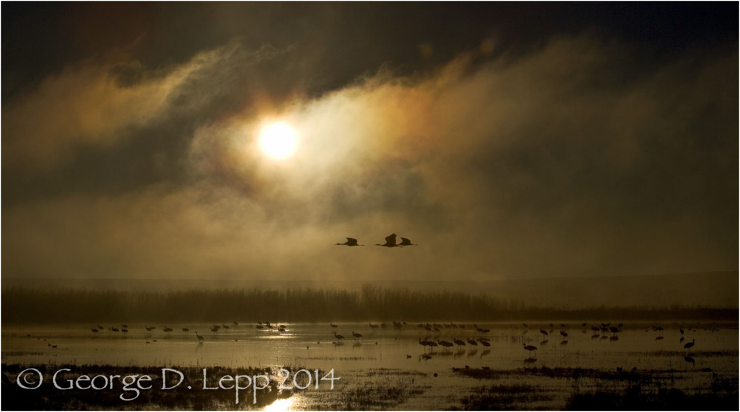 Sandhill Cranes, Bosque del Apache, NM. © George D. Lepp 2014 B-CR-SA-0022