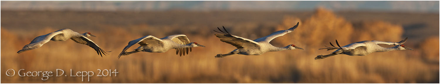 Sandhill Cranes, Bosque del Apache, NM. © George D. Lepp 2014 B-CR-SA-0029