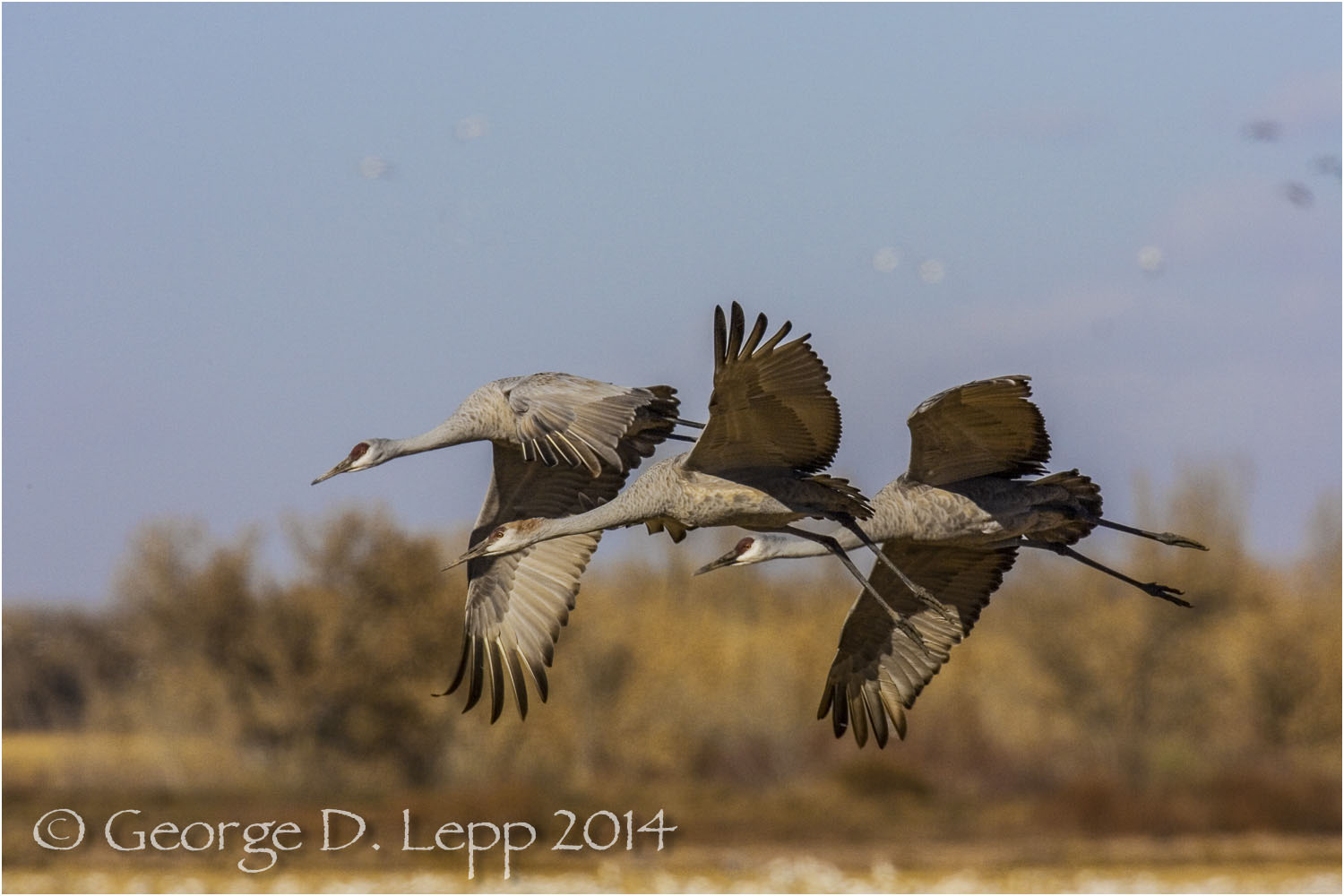 Sandhill Cranes, Bosque del Apache, NM. © George D. Lepp 2014 B-CR-SA-0011