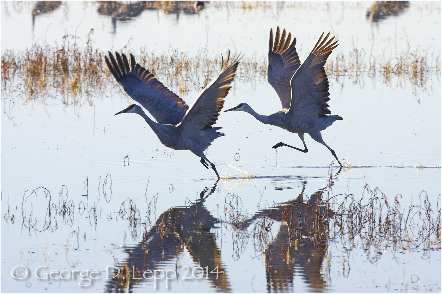 Sandhill Cranes, Bosque del Apache, NM. © George D. Lepp 2014 B-CR-SA-0019