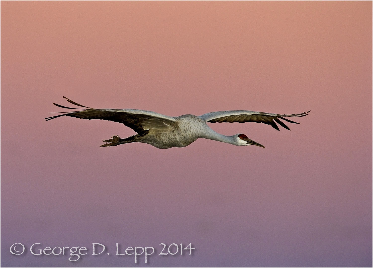 Sandhill Cranes, Bosque del Apache, NM. © George D. Lepp 2014 B-CR-SA-0020
