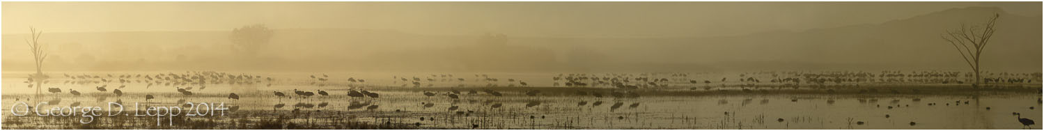 Sandhill Cranes, Bosque del Apache, NM. © George D. Lepp 2014 B-CR-SA-0019
