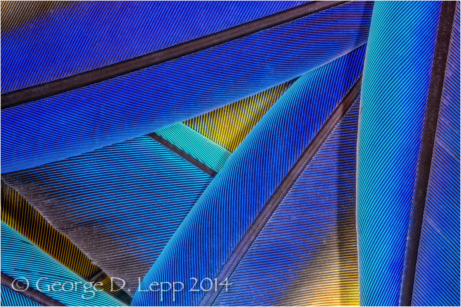 Parrot feathers. © George D. Lepp 2014 B-FE-MA-0002