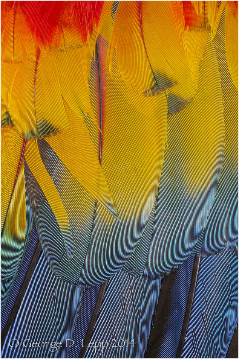 Parrot feathers. © George D. Lepp 2014 B-PA-MA-0012