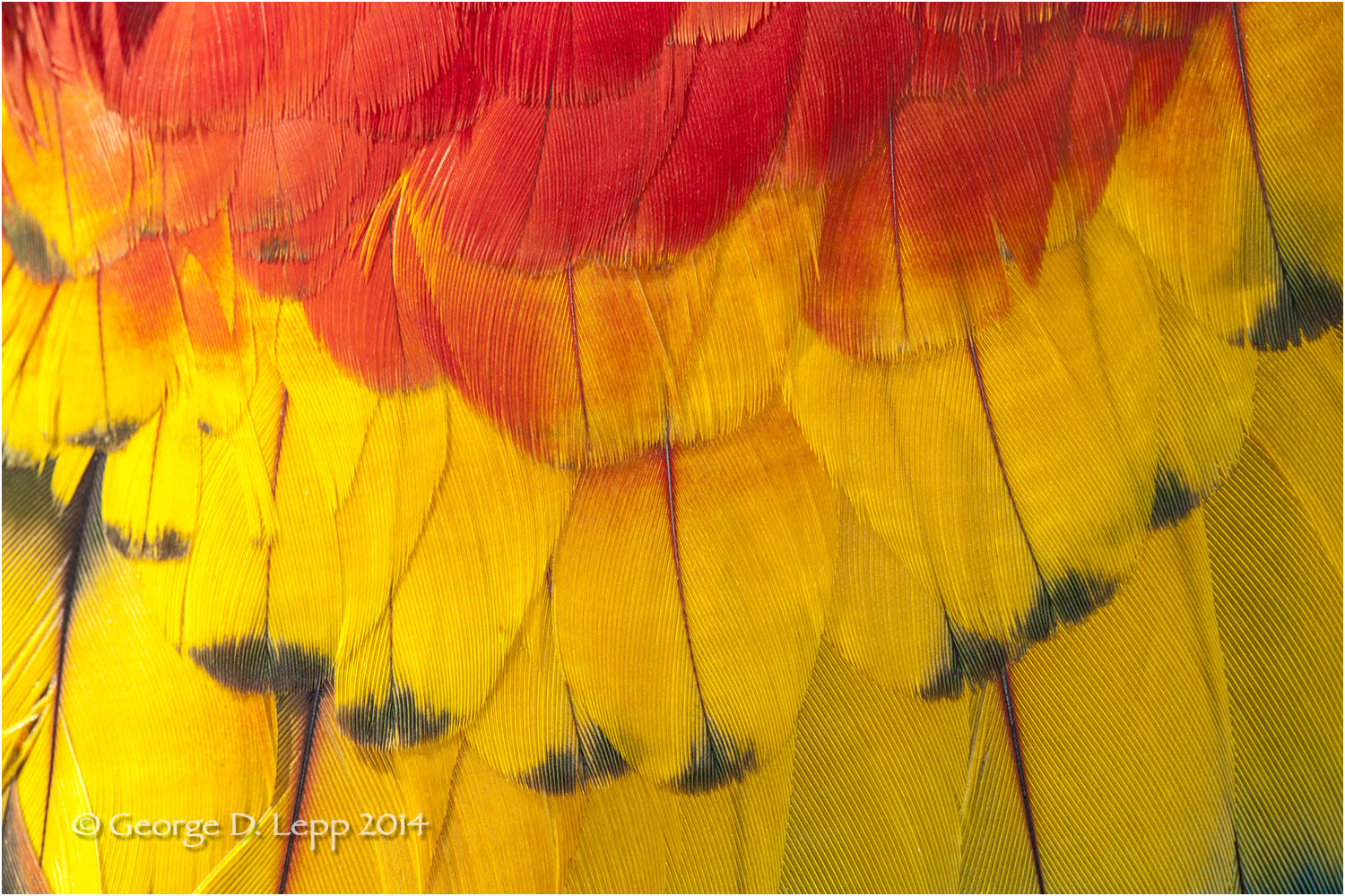Parrot feathers. © George D. Lepp 2014 B-PA-MA-0046