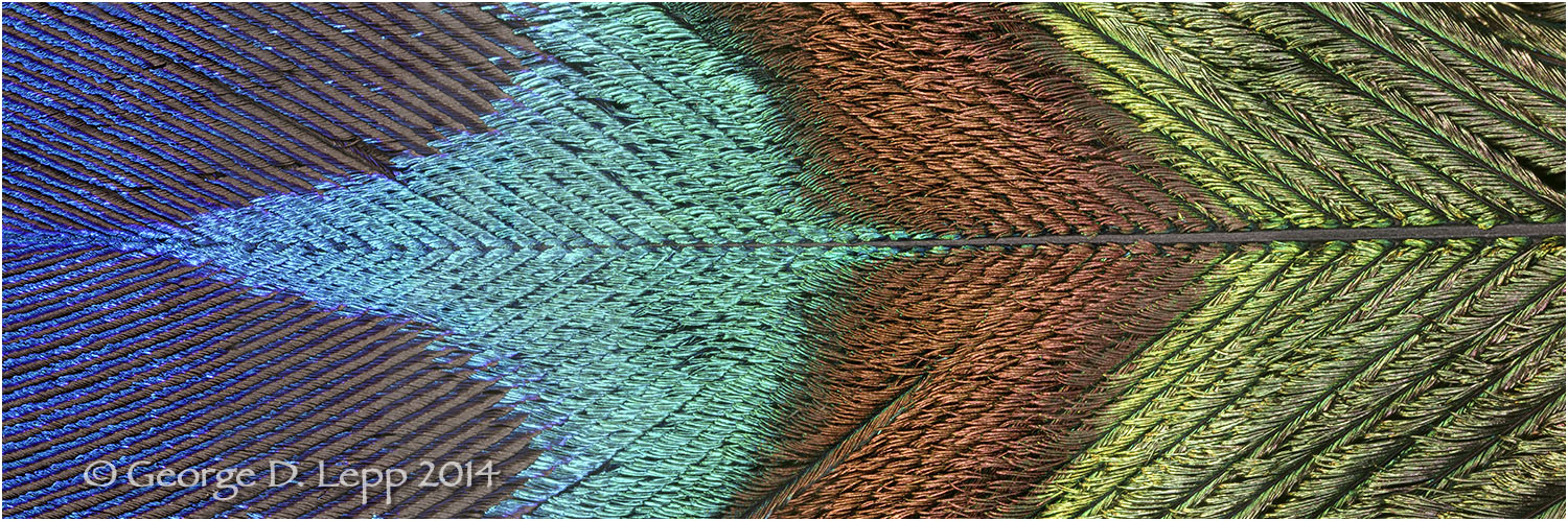 Peacock feather. © George D. Lepp 2014 B-PC-FE-0003