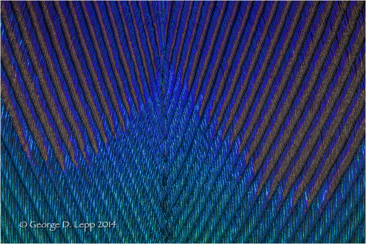 Peacock feather. © George D. Lepp 2014 B-PC-FE-0001