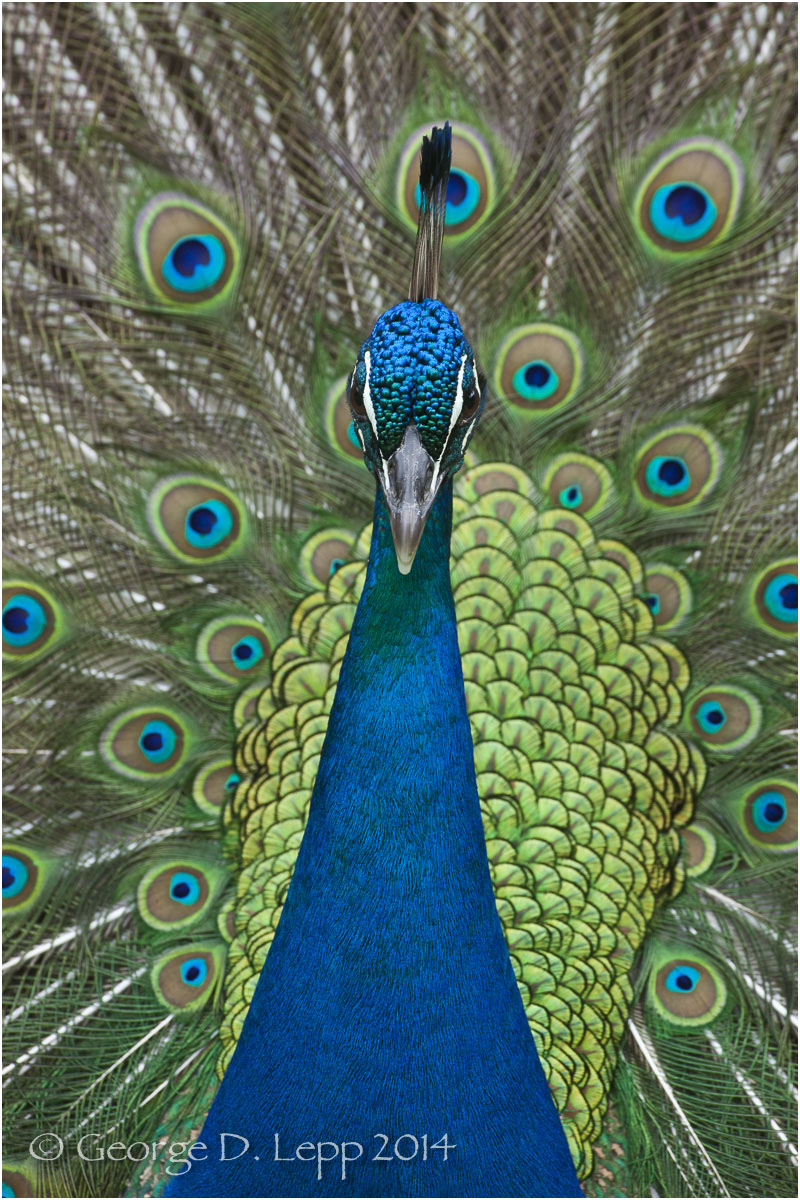 Peacock, Hawaii. © George D. Lepp 2014 B-PC-0015