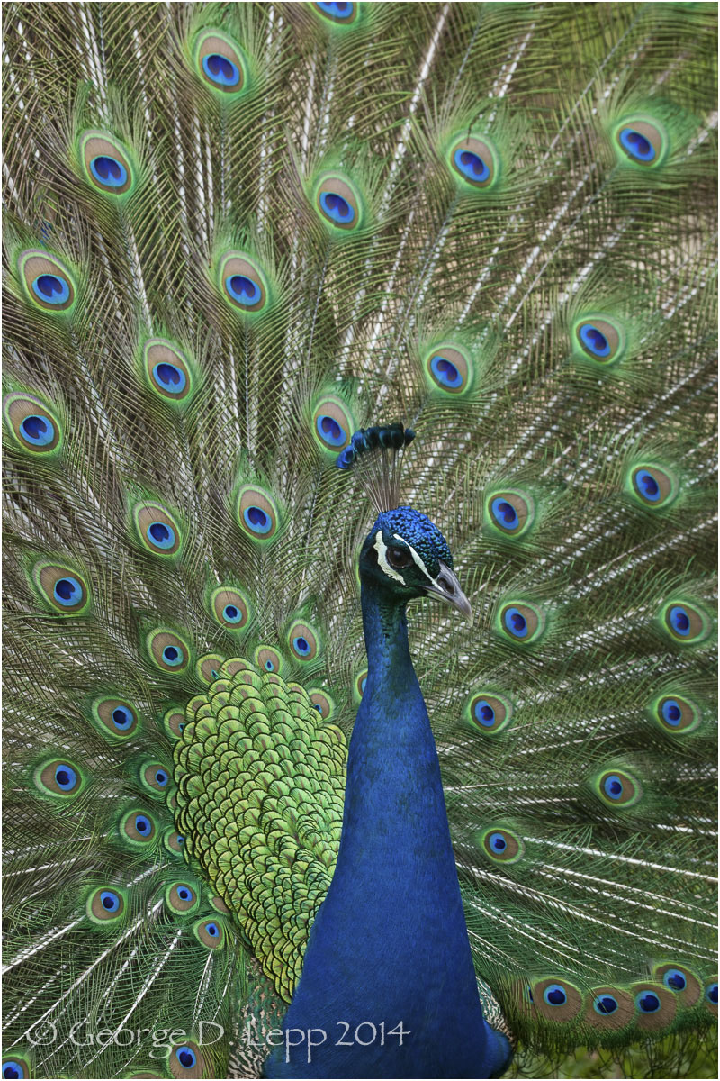 Peacock, Hawaii. © George D. Lepp 2014 B-PC-0017