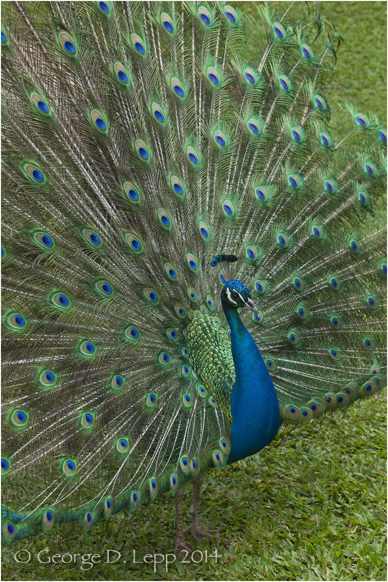 Peacock, Hawaii. © George D. Lepp 2014 B-PC-0021