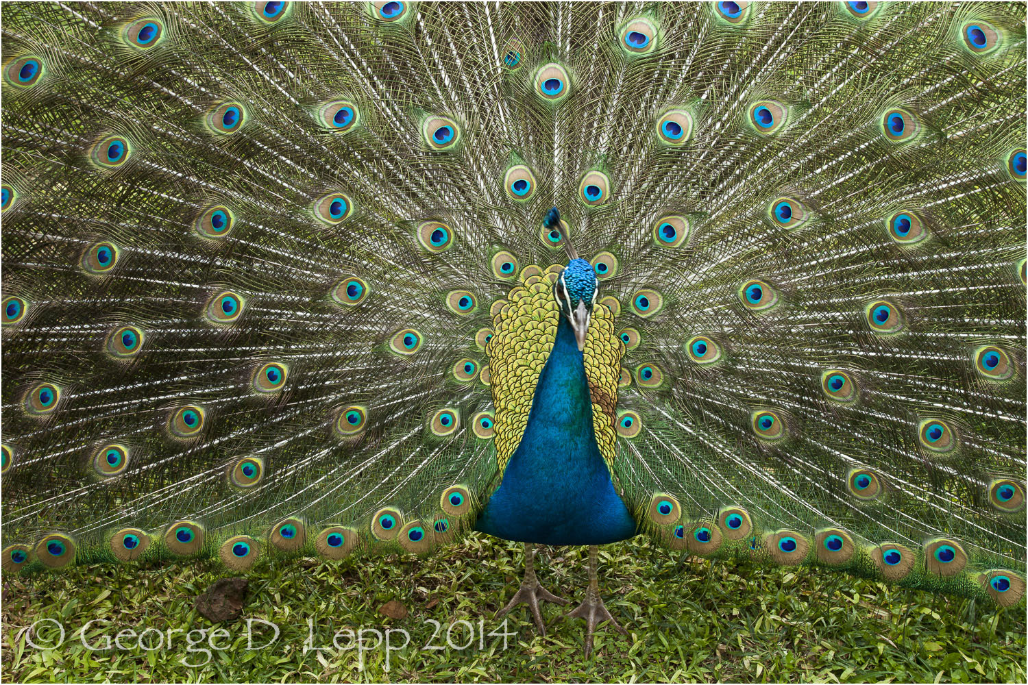 Peacock, Hawaii. © George D. Lepp 2014 B-PC-0024