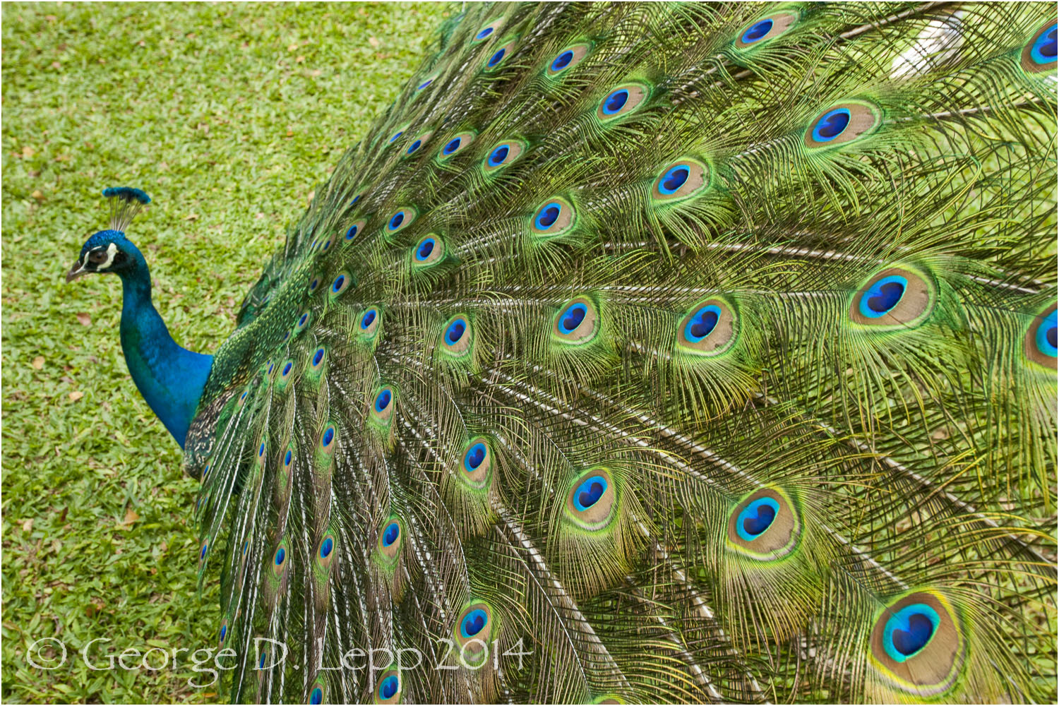 Peacock, Hawaii. © George D. Lepp 2014 B-PC-0027