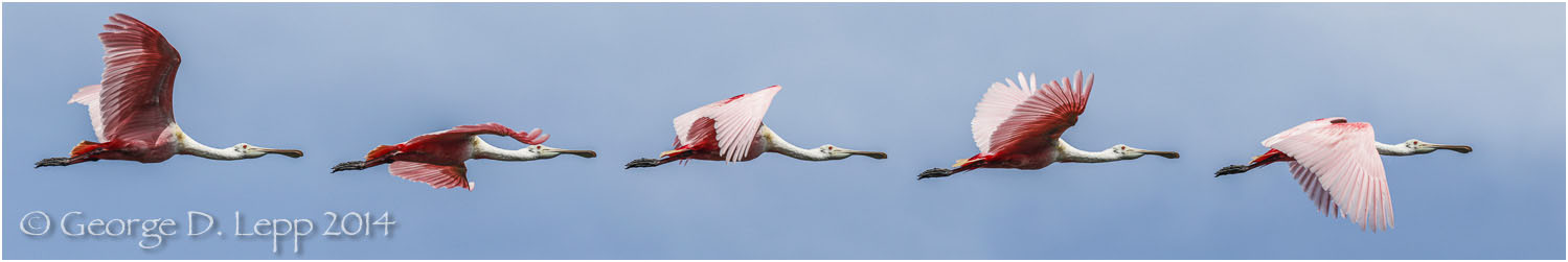 Roseate Spoonbill, Action Sequence Panorama, Florida. © George D. Lepp 2014 B-SB-RO-0006