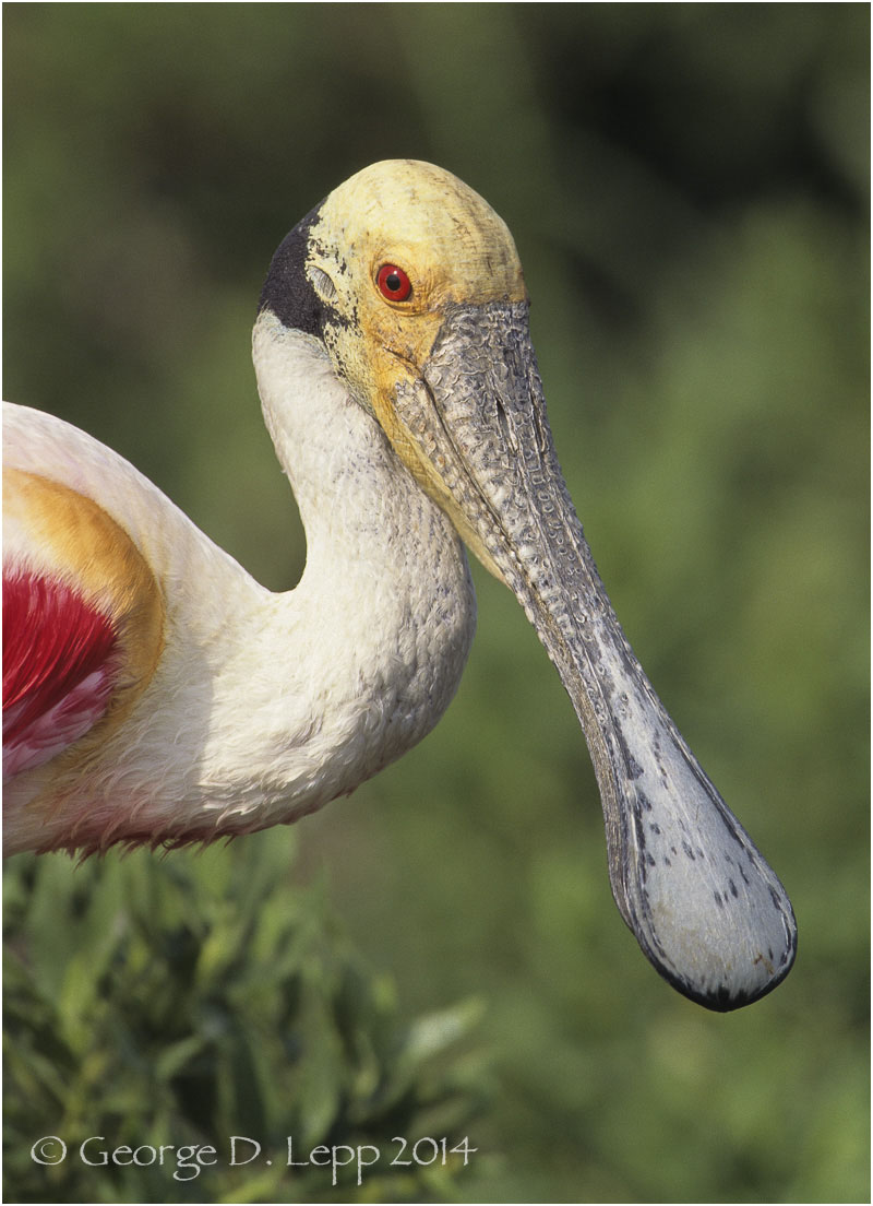 Roseate Spoonbill, Louisiana. © George D. Lepp 2014 B-SB-RO-0001