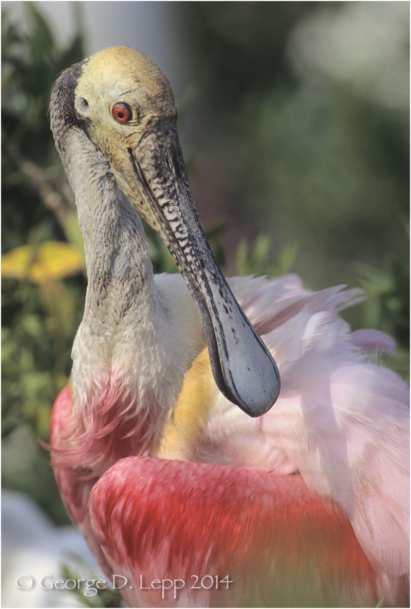 Roseate Spoonbill, Louisiana. © George D. Lepp 2014 B-SB-RO-0002