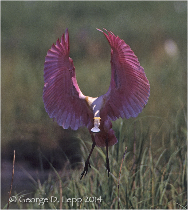Roseate Spoonbill, Louisiana. © George D. Lepp 2014 B-SB-RO-0003