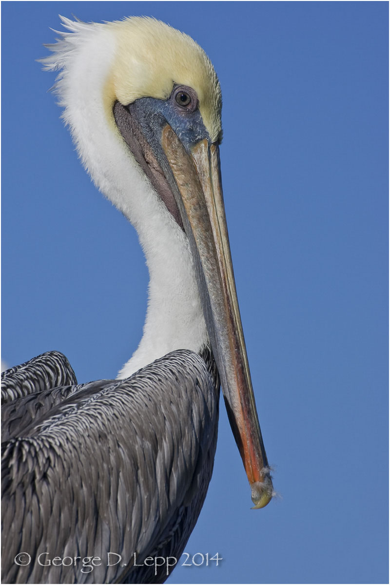 Brown Pelican, CA. © George D. Lepp 2014 B-PE-BR-0002