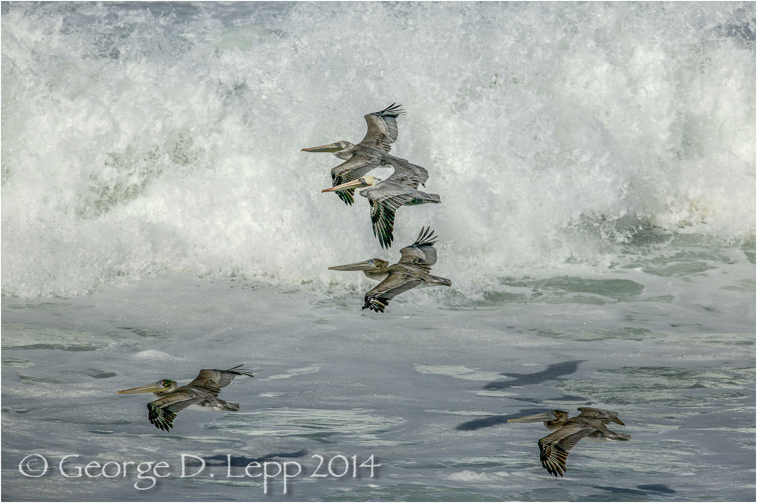 Brown Pelican, Montana de Oro State Park, CA. © George D. Lepp 2014 B-PE-BR-1052