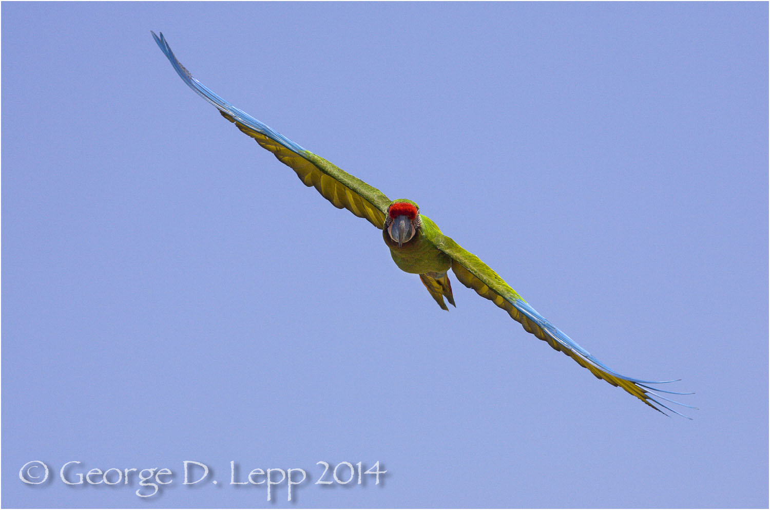 Military Macaw, {Captive) CA. © George D. Lepp 2014 BPA-MA-0003