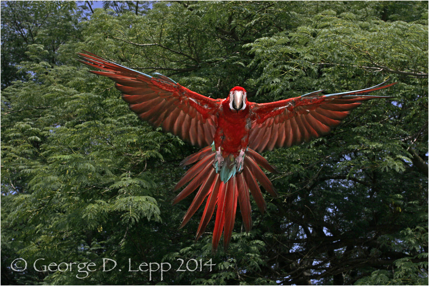 Scarlet Macaw, {Captive) CA. © George D. Lepp 2014 BPA-MA-0007