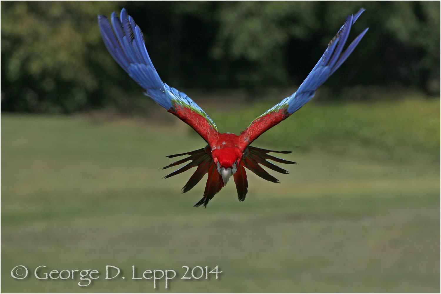 Scarlet Macaw, {Captive) CA. © George D. Lepp 2014 BPA-MA-0008