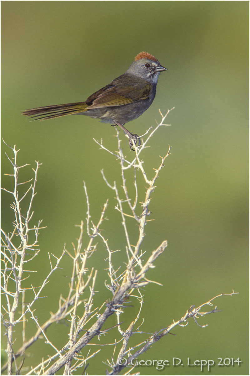 Green-tailed Towhee, CA. © George D. Lepp 2014 B-TO-0001