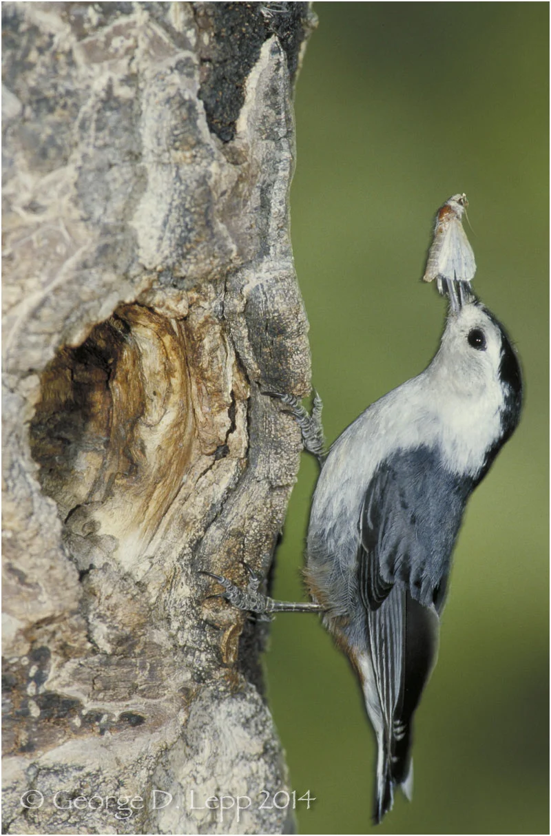 White-breasted Nuthatch, CA. © George D. Lepp 2012 B-NH-WH-0001