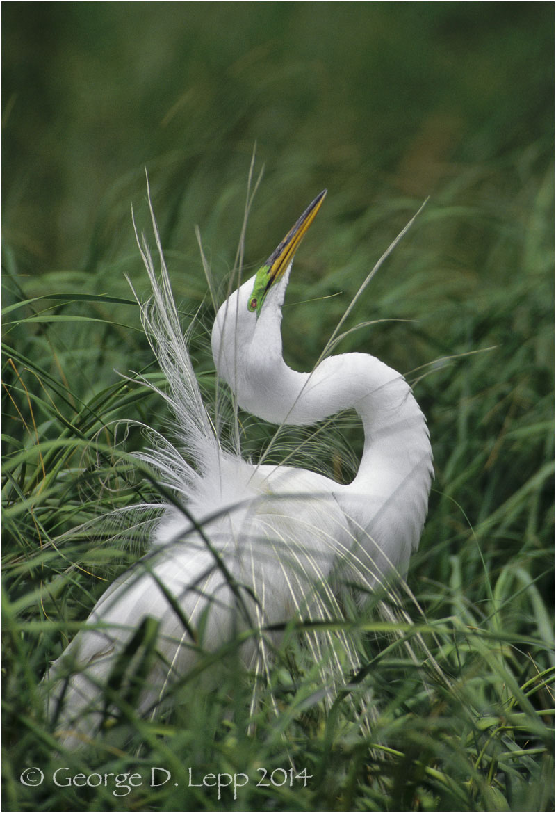 Great Egret, Florida. © George D. Lepp 2014 B-HR-GE-0082