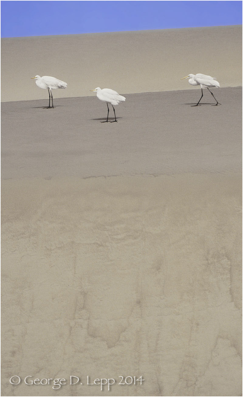 Great Egrets, Morro Bay, CA. © George D. Lepp 2014 B-HR-GE-0003