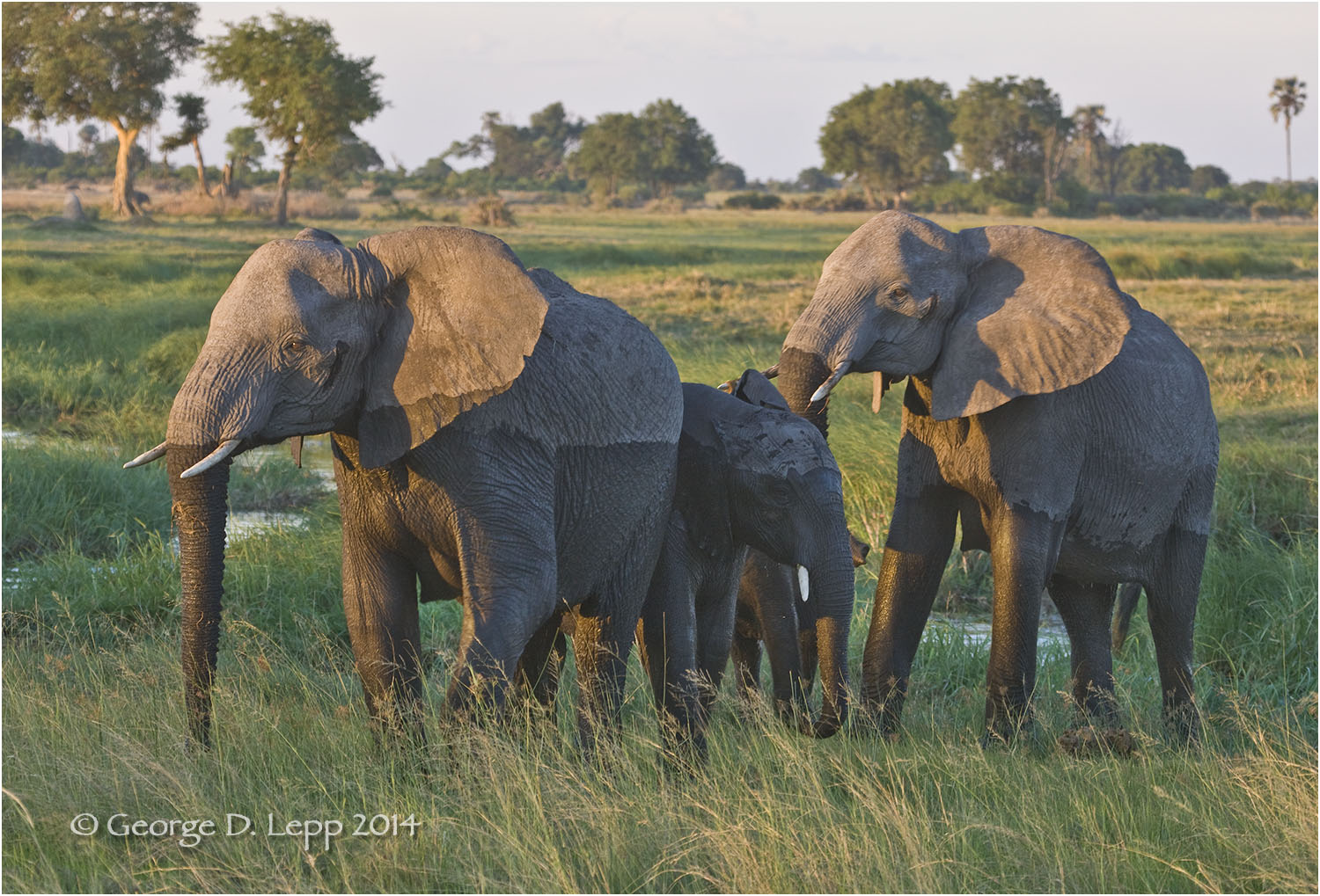 Elephants in Botswana. © George D. Lepp 2010 M-EP-AF-0027