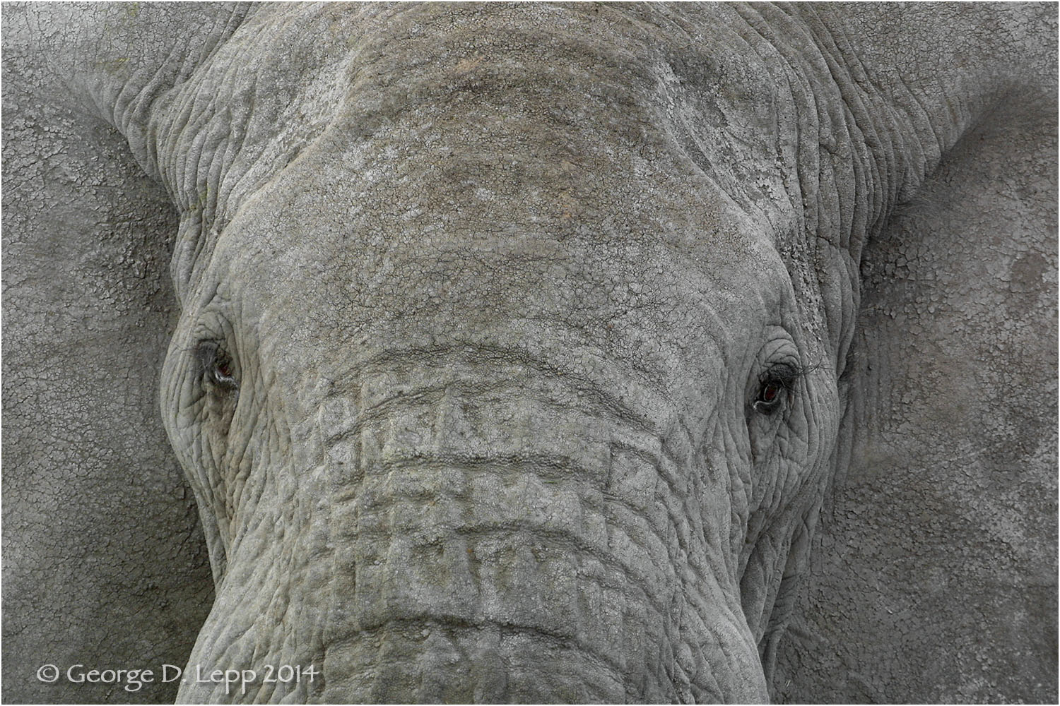 Elephants in Botswana. © George D. Lepp 2010 M-EP-AF-0016