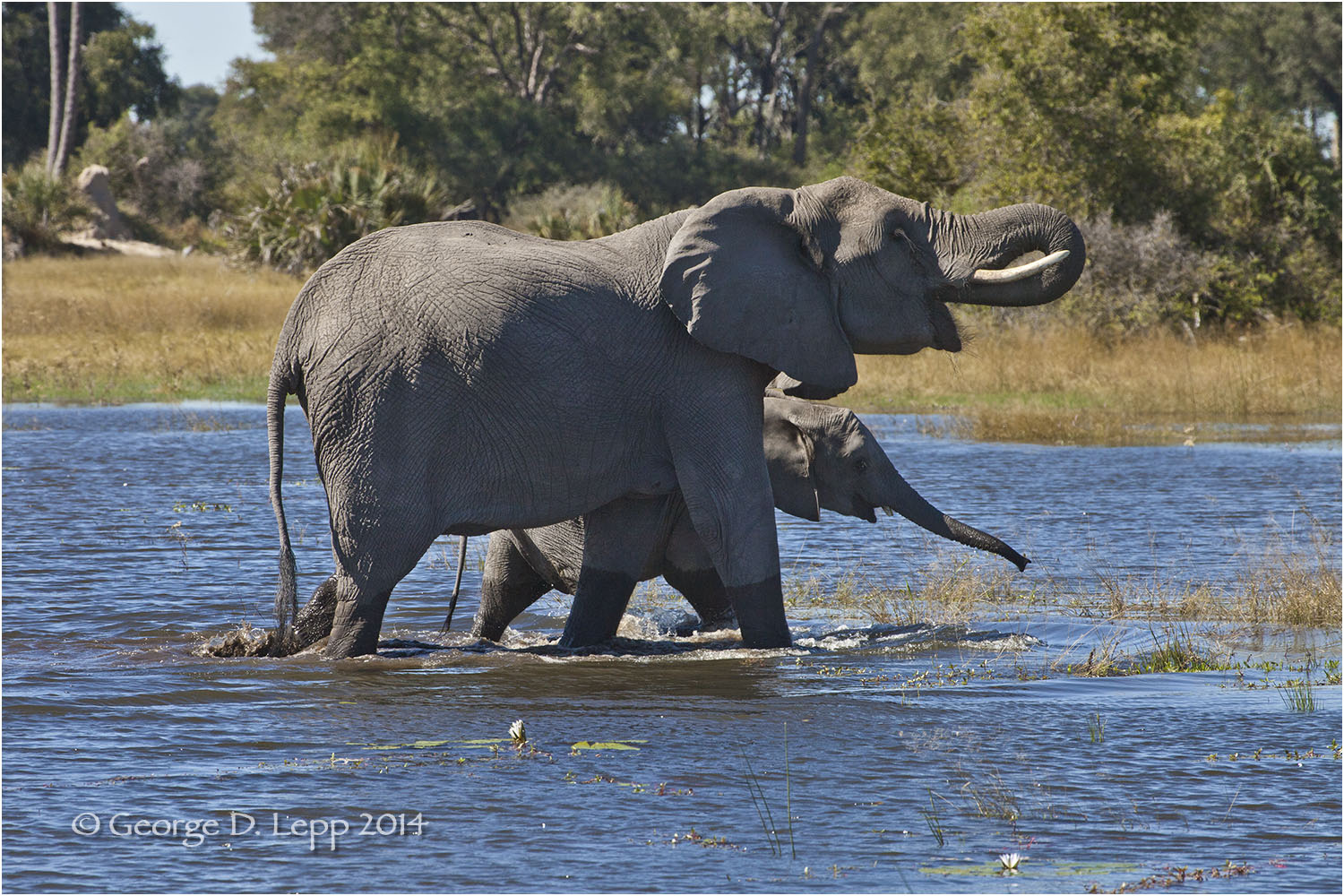 Elephants with calf in Botswana. © George D. Lepp 2010 M-EP-AF-0052