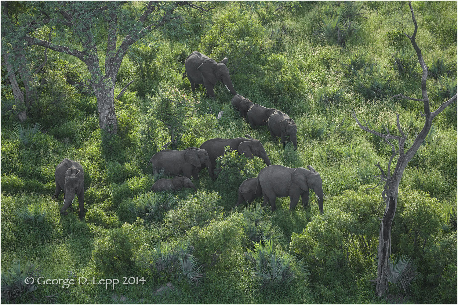 Elephants in Botswana. © George D. Lepp 2010 M-EP-AF-0053