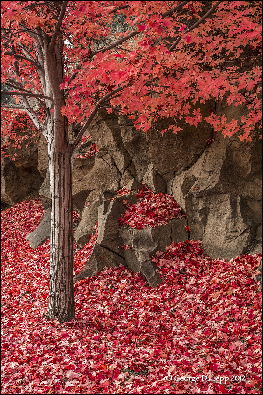Fall colors along a Bend, OR, street. © George D. Lepp 2012 LO-CE-BE-0011