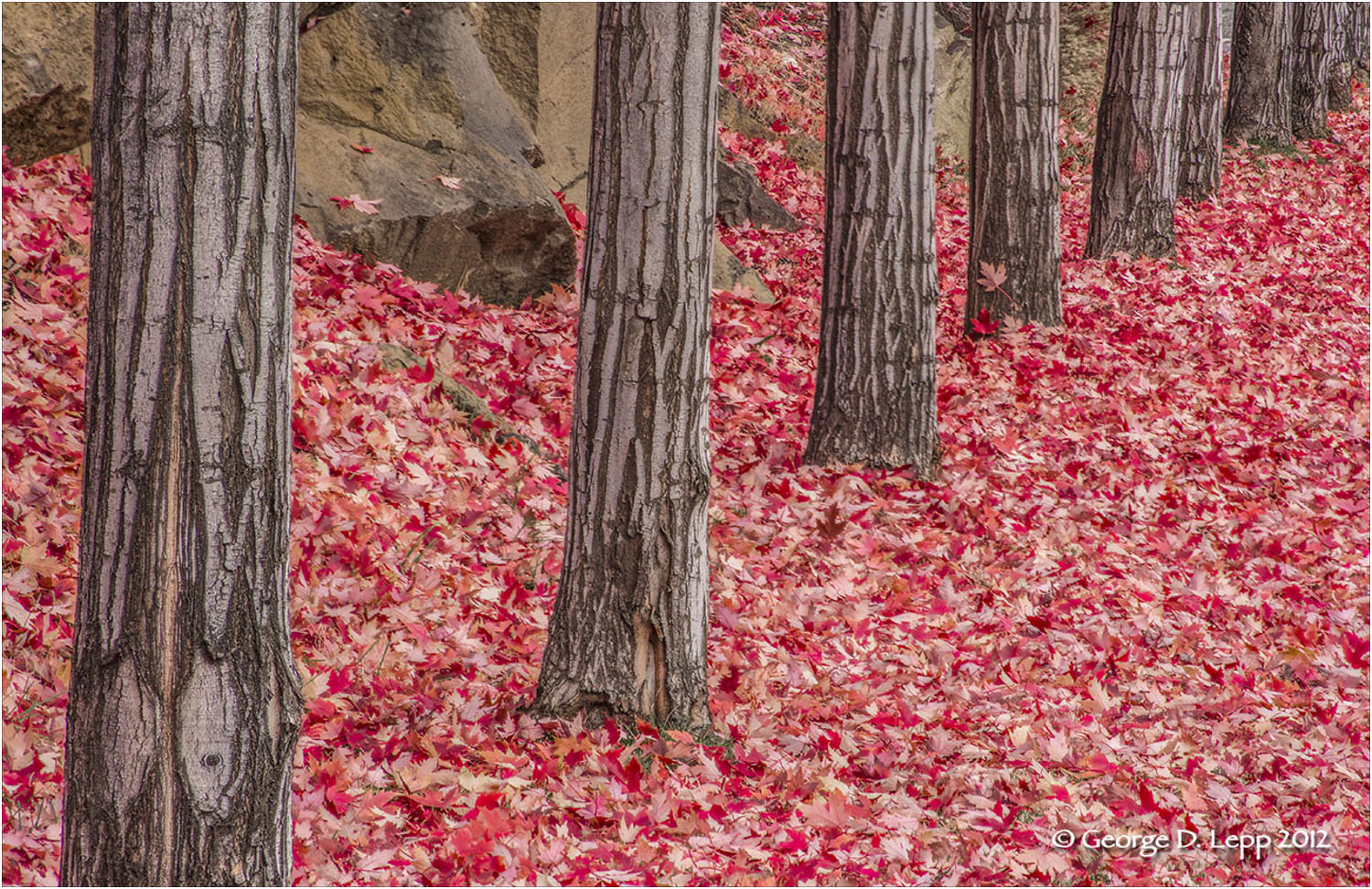 Fall colors along a Bend, OR, street. © George D. Lepp 2012 LO-CE-BE-0010