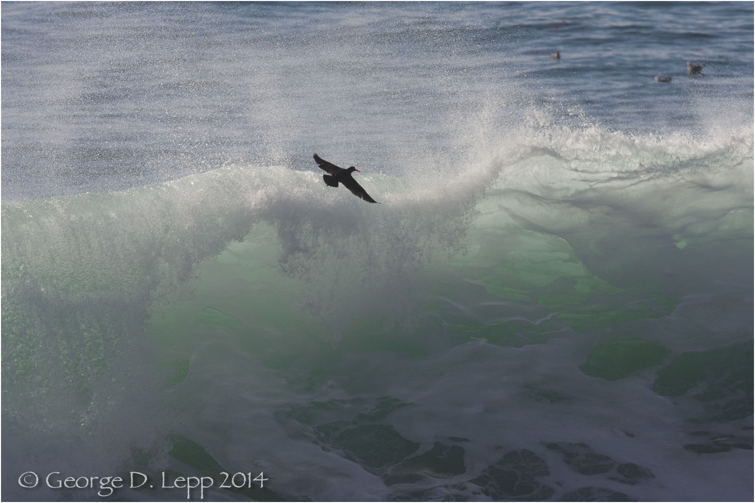 Oyster Catcher skimming the waves. © George D. Lepp 2014 LC-CC-CG-0005