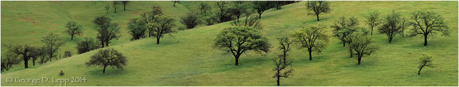 Coastal oaks in the costal foothills, CA. © George D. Lepp 2014 LC-CC-CG-0003