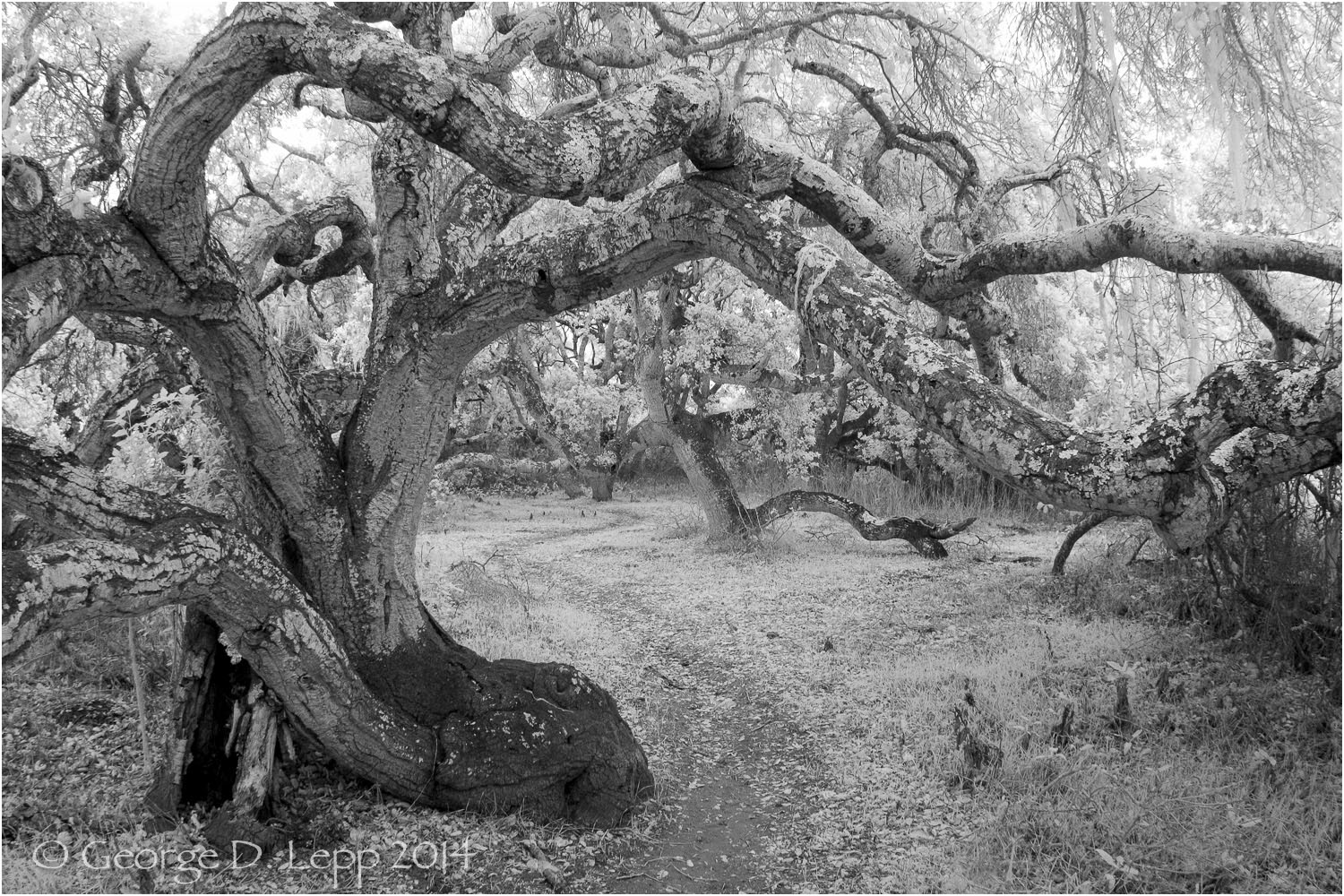 Los Osos Oaks State Preserve, CA, IR. © George D. Lepp 2004 LC-CC-LO-2003