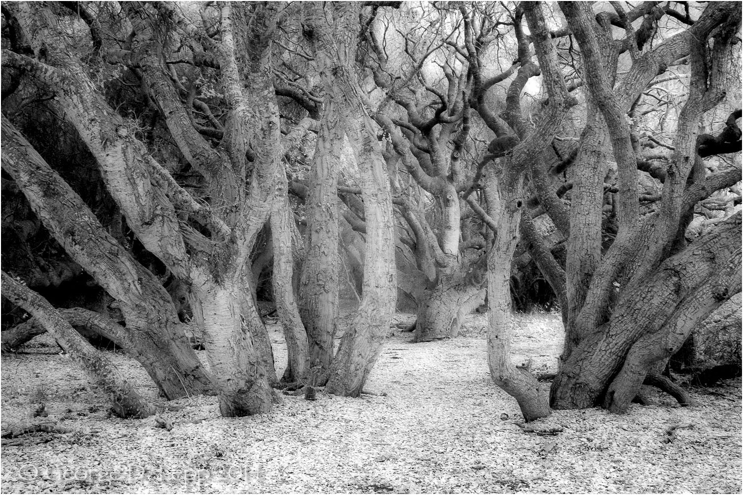 Los Osos Oaks State Preserve, CA, IR. © George D. Lepp 2004 LC-CC-LO-2002