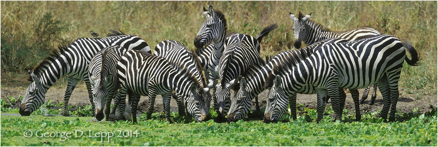 Zebras at watering hole, Tanzania. © George D. Lepp 2014 M-ZE-PL-0002