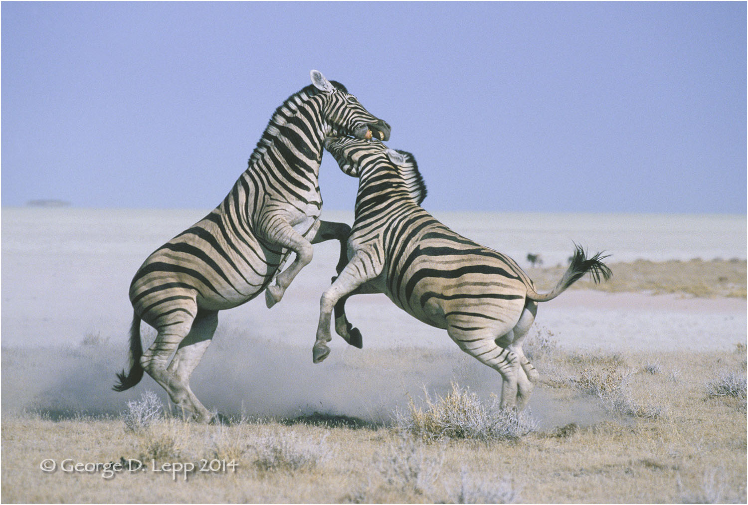 Male zebras fighting, Namibia, Africa. © George D. Lepp 2014 M-ZE-PL-0003