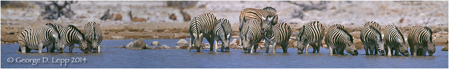 Zebras at watering hole, Tanzania. © George D. Lepp 2014 M-ZE-PL-0004