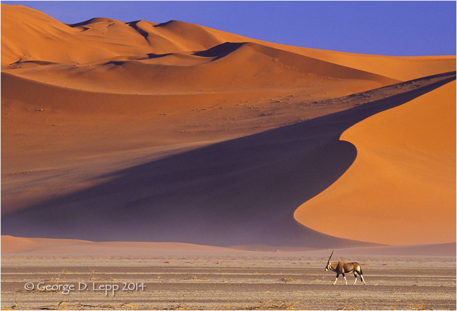 Gemsbok walking dunes in Namibia, Africa. © George D. Lepp 2014 M-AN-GE-0006