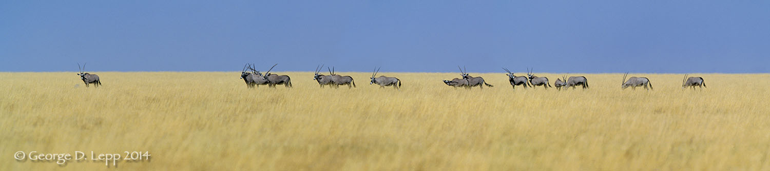 Gemsbok in a savana, Namibia, Africa. © George D. Lepp 2014 M-AN-GE-0005
