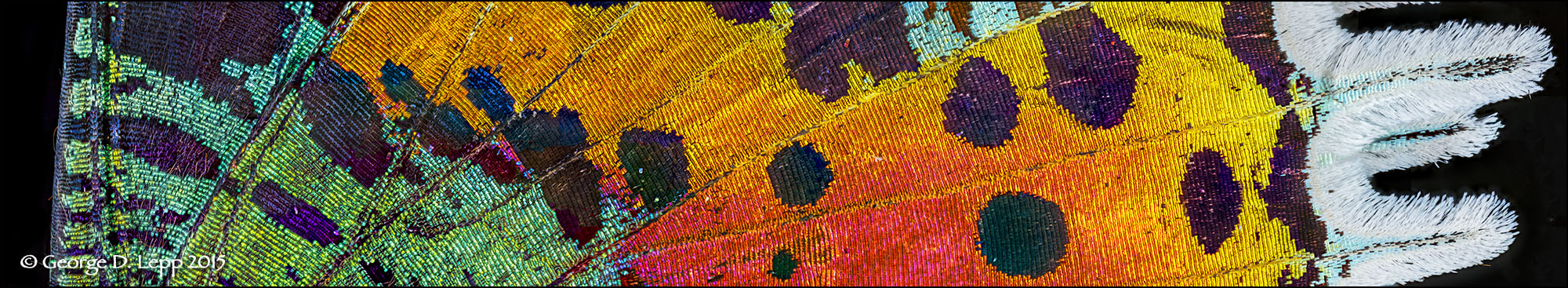 A panorama composite of a section of a moth wing. Each image in the panorama is focus-stacked for depth of field. The total number of captures that comprise this image totals around 1,400. We will discuss the technique, but not this many images. Once you know how to do it, you can take the technique as far as you want. Maybe a whole butterfly, How many images would that take? BRING GEORGE TO YOUR PHOTO CLUB, CAMERA STORE, OR ORGANIZATION FOR FREE Would you like to bring George Lepp to your photo club's or organization's special event at no cost to you? Check with us to see if your event qualifies for sponsorship from Canon's Explorer of Light Program! Call Kathy in Bend, Oregon, (Pacific Time 9am-5pm) at 541-633-7604
