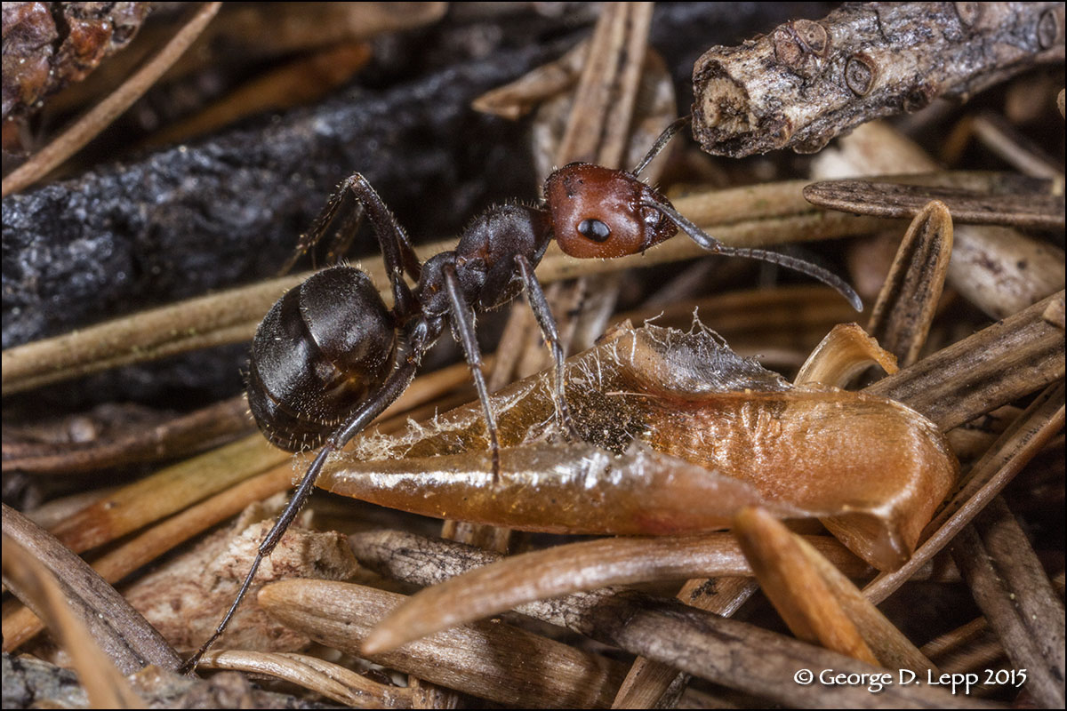An ant at 2X using the Canon EOS 5DSR 50MP camera and MPE_65mm macro lens with MT-24EX flash in the field. We cover macro field techniques in the on-line seminar!