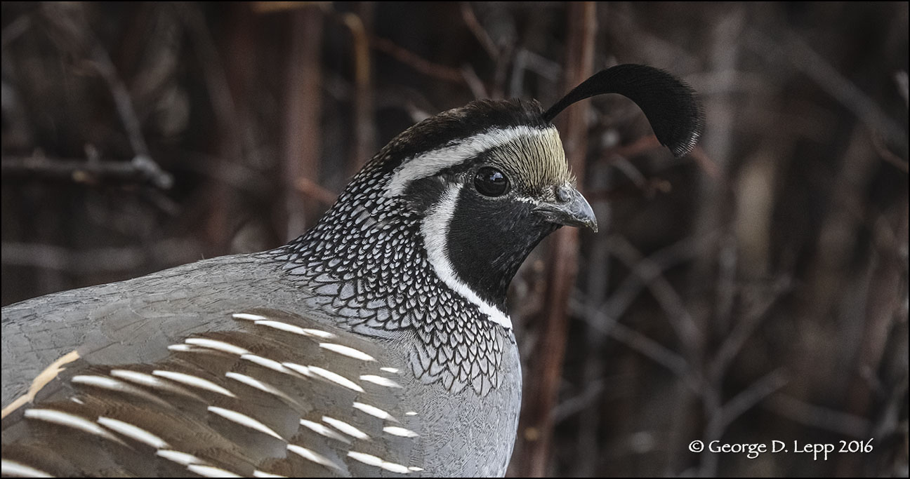 A California quail image captured using an EOS-1D X MK II camera at 60 frames per second. A 25 MB file that makes excellent prints to 17x20 inches