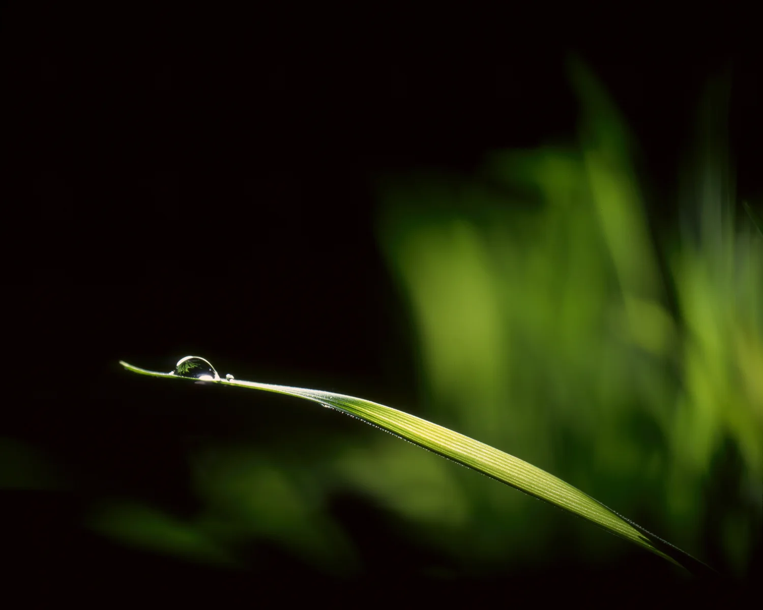 dew-grass.jpg