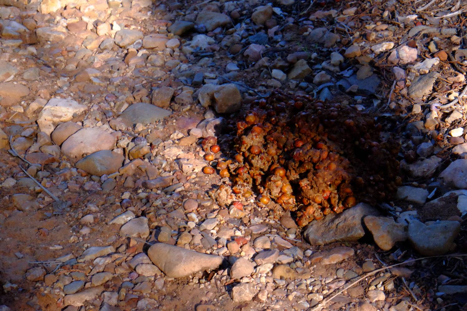 Along the trail I came across this giant pile of bear scat but saw no other signs of activity